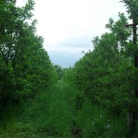 1175177_628756467156808_453680423_n