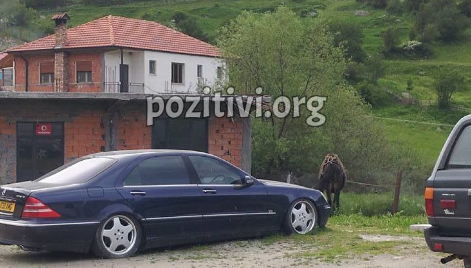 2 “kerrat” kokë më kokë, kapoja mbërrin në majë të malit