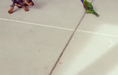 Nuk ka rëndësi madhësia, por zemra!