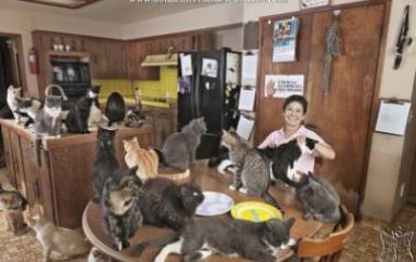 50 vjeçarja shqiptare adhuron kafshët, jeton vetëm me 7 qen dhe 6 mace prej 10 vitesh