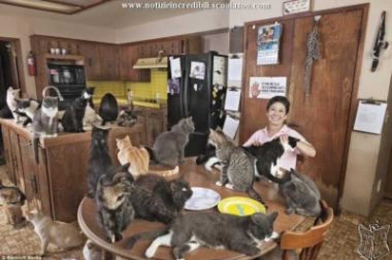 50 vjeçarja shqiptare adhuron kafshët, jeton vetëm me 7 qen dhe 6 mace prej 10 vitesh