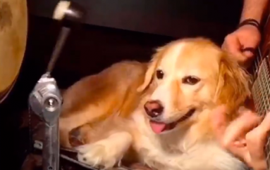 Qeni që luan bateri!