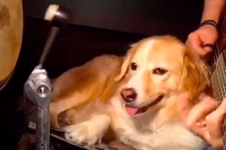 Qeni që luan bateri!