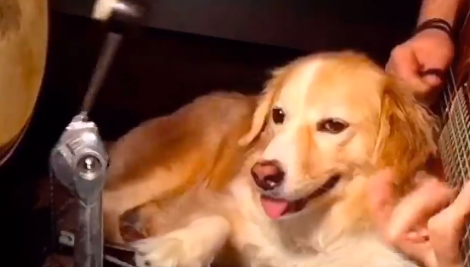 Qeni që luan bateri!