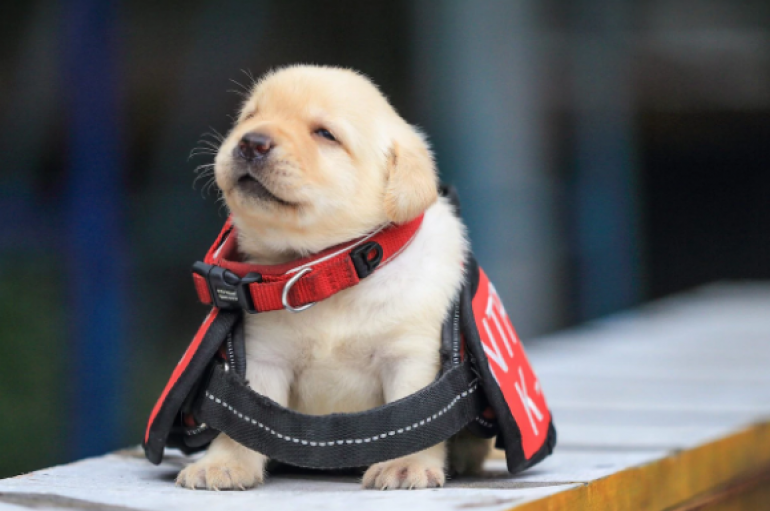 Habit studimi: Njerëzit tregojnë më shumë ndjeshmëri për qentë sesa njerëzit