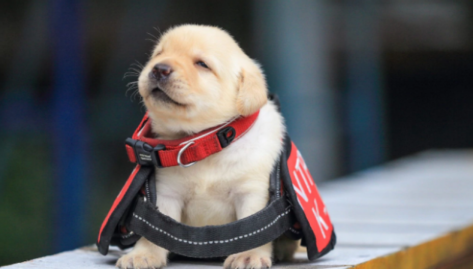 Habit studimi: Njerëzit tregojnë më shumë ndjeshmëri për qentë sesa njerëzit