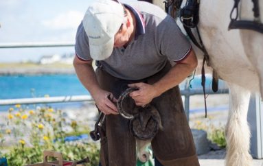 Rikthim në mesjetë, ja pse vlen bujqësia me kuaj