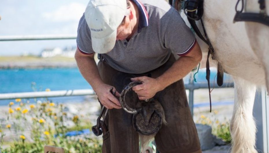 Rikthim në mesjetë, ja pse vlen bujqësia me kuaj