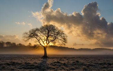 Zogjtë dhe bletët: 5 projekte që na ndihmojnë të rrisim biodiversitetin