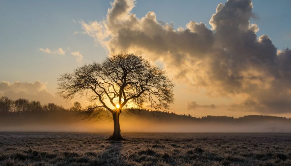 Zogjtë dhe bletët: 5 projekte që na ndihmojnë të rrisim biodiversitetin