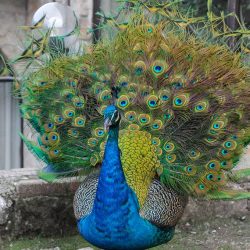 24899988_2195178090507644_2016265856953961111_n