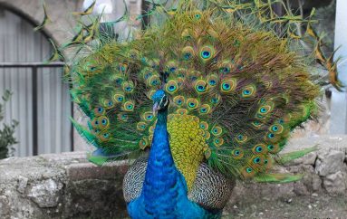 Shpendi i mahnitshëm me pendë plot sy