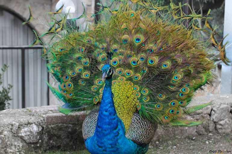 Shpendi i mahnitshëm me pendë plot sy