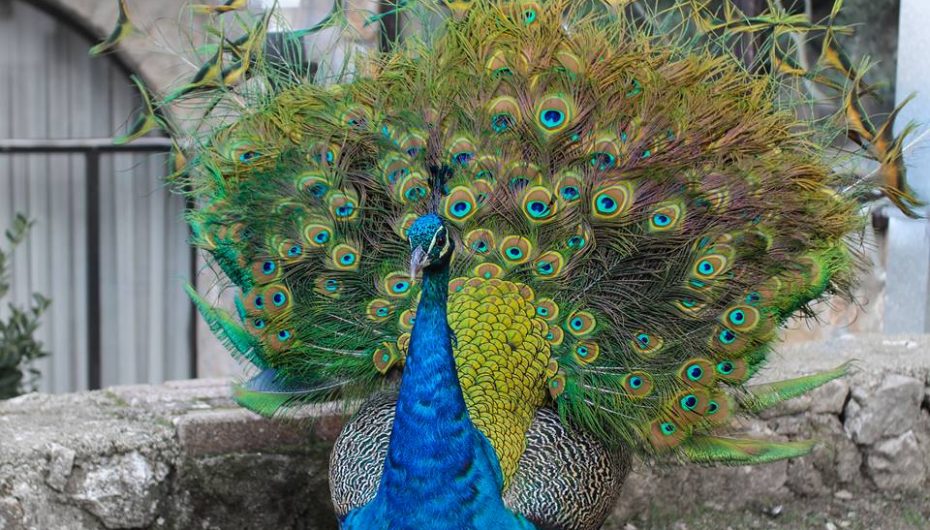 Shpendi i mahnitshëm me pendë plot sy