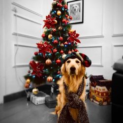 26047185_548765398805611_6100289381063515253_n