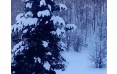 Gjithçka e mbuluar me borë, pamje  nga parku kombëtar