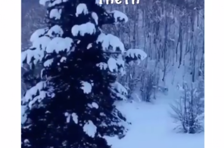 Gjithçka e mbuluar me borë, pamje  nga parku kombëtar