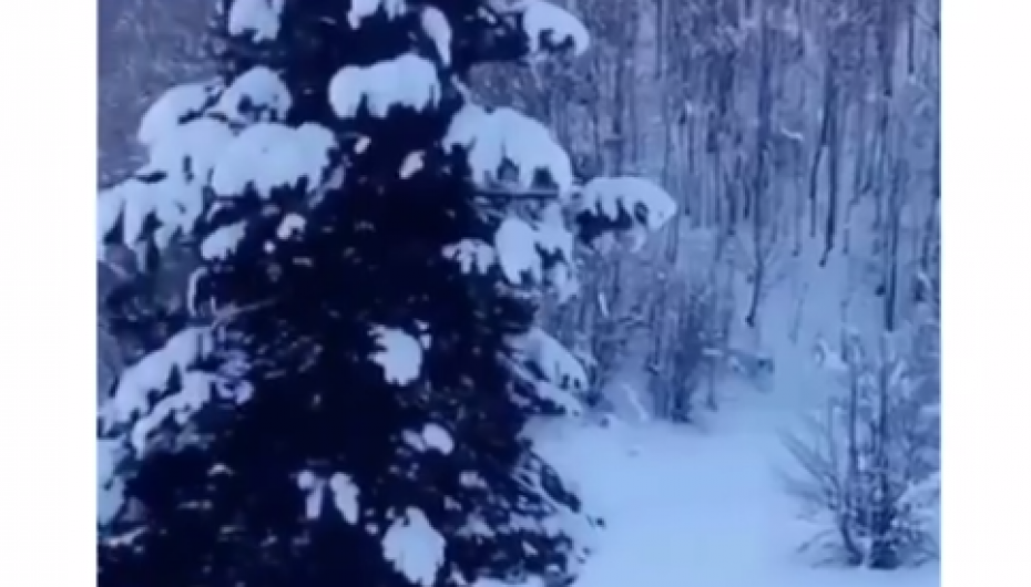 Gjithçka e mbuluar me borë, pamje  nga parku kombëtar