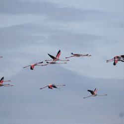 26167574_10208523144515375_1791010266533105776_n