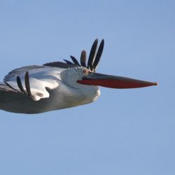 26167662_10208523277838708_6578446191690701493_n