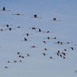 26168111_10208523148915485_6381387059397347188_n