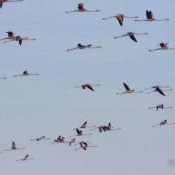 26168197_10208523148795482_4501570168211144920_n