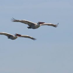 26169103_10208523308439473_8004497383506399241_n