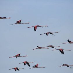 26169119_10208523146755431_5291225731336963448_n