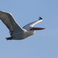 26169192_10208523251638053_2126210980776944062_n