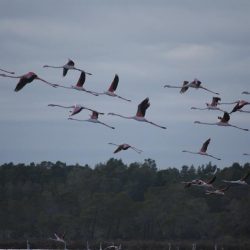 26169499_10208523137035188_7213384880181405737_n