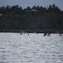 26169610_10208523133995112_77549001691840514_n