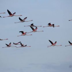 26219611_10208523145955411_6088856927389172852_n