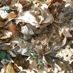 26230067_10210996444291593_2516123901785606562_n (1)