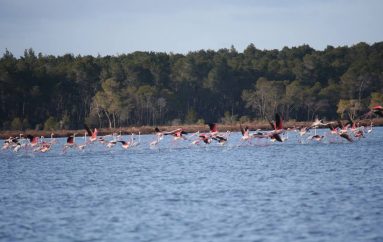 Spektakël mbi ujë, flamingot rrethojnë Parkun Kombëtar në Divjakë