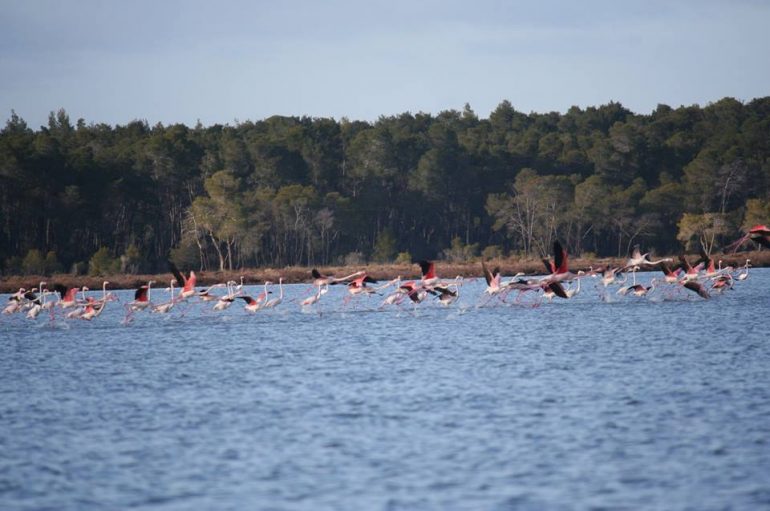 Spektakël mbi ujë, flamingot rrethojnë Parkun Kombëtar në Divjakë