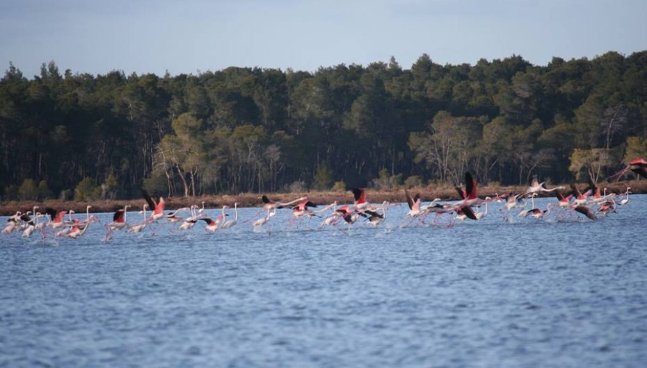 Spektakël mbi ujë, flamingot rrethojnë Parkun Kombëtar në Divjakë