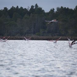 26239853_10208523129234993_4641026242098127395_n