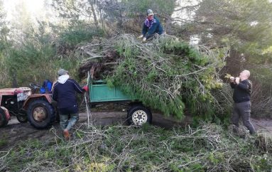 Stuhia rrëzon edhe pemët në Fier… por jo banorët