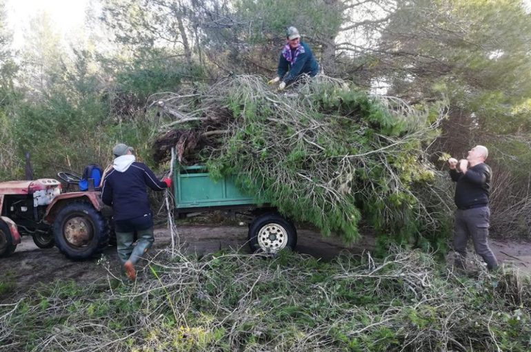 Stuhia rrëzon edhe pemët në Fier… por jo banorët
