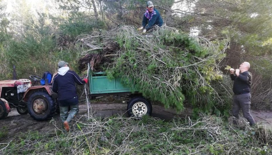 Stuhia rrëzon edhe pemët në Fier… por jo banorët