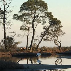 27331687_10155522468071523_7454340317624764530_n