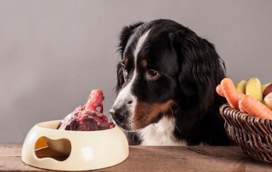 Studiuesit paralajmërojnë sa e rrezikshme është ushqyerja e kafshëve me mish të gjallë