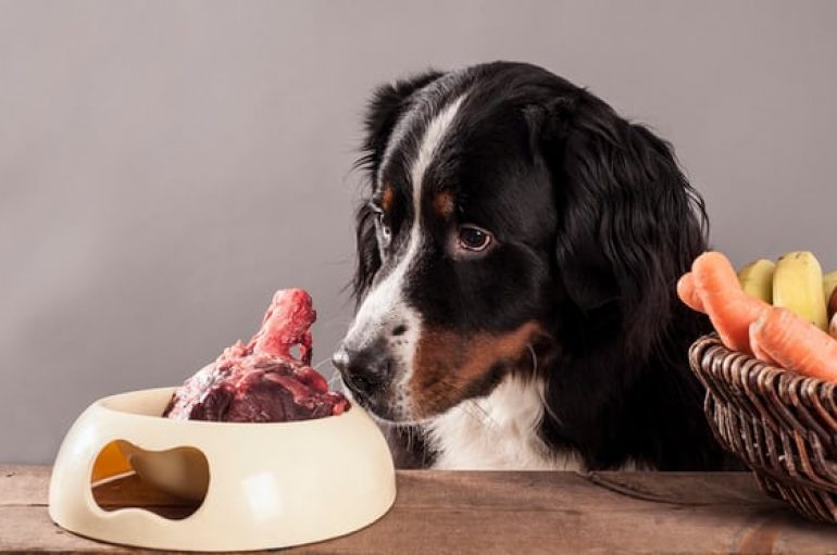 Studiuesit paralajmërojnë sa e rrezikshme është ushqyerja e kafshëve me mish të gjallë