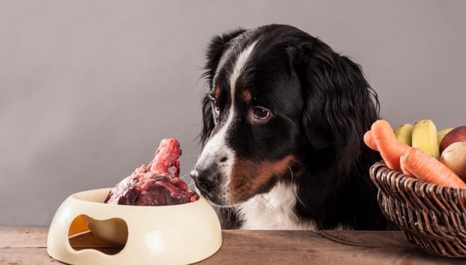 Studiuesit paralajmërojnë sa e rrezikshme është ushqyerja e kafshëve me mish të gjallë