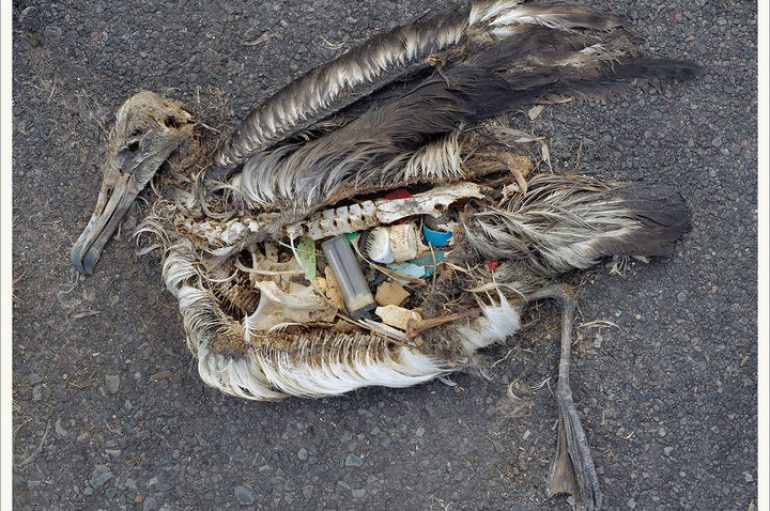 Pasqyrë makabre e konsumit masiv…por ndryshimi është i mundur