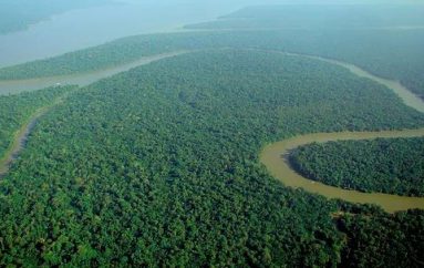 “Ne mund të shpëtojmë jetën në tokë”: Studimi zbulon si të ndalojmë zhdukjen masive