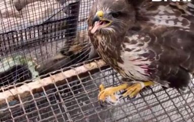 Shqiponja e shqiptarit…