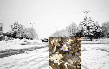 Vjen pranvera në Kukës, shikoni çfarë i befason banorët