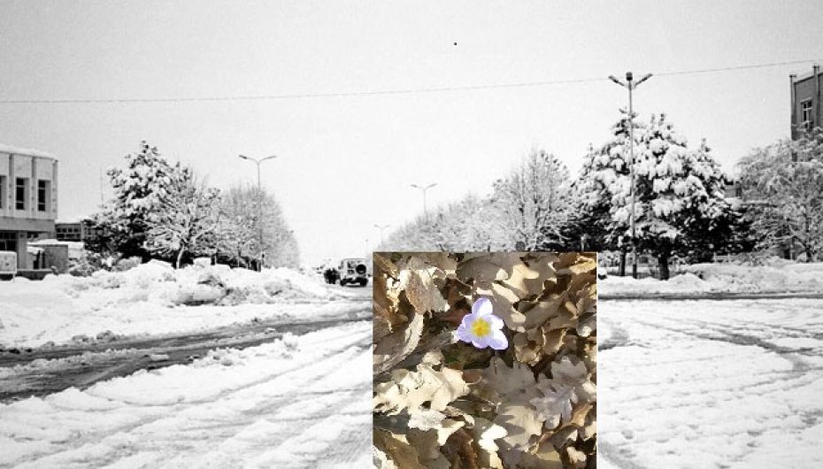 Vjen pranvera në Kukës, shikoni çfarë i befason banorët