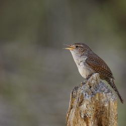 degjo zera ne natyre